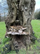 11th Jan 2024 - Bracket on dead tree at Marbury