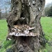 Bracket on dead tree at Marbury by helenawall
