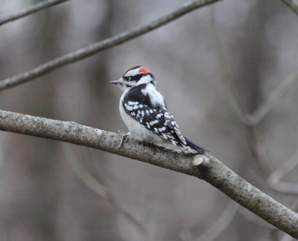 Downy Woodpecker by essiesue