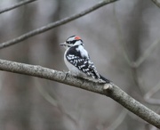 11th Jan 2024 - Downy Woodpecker