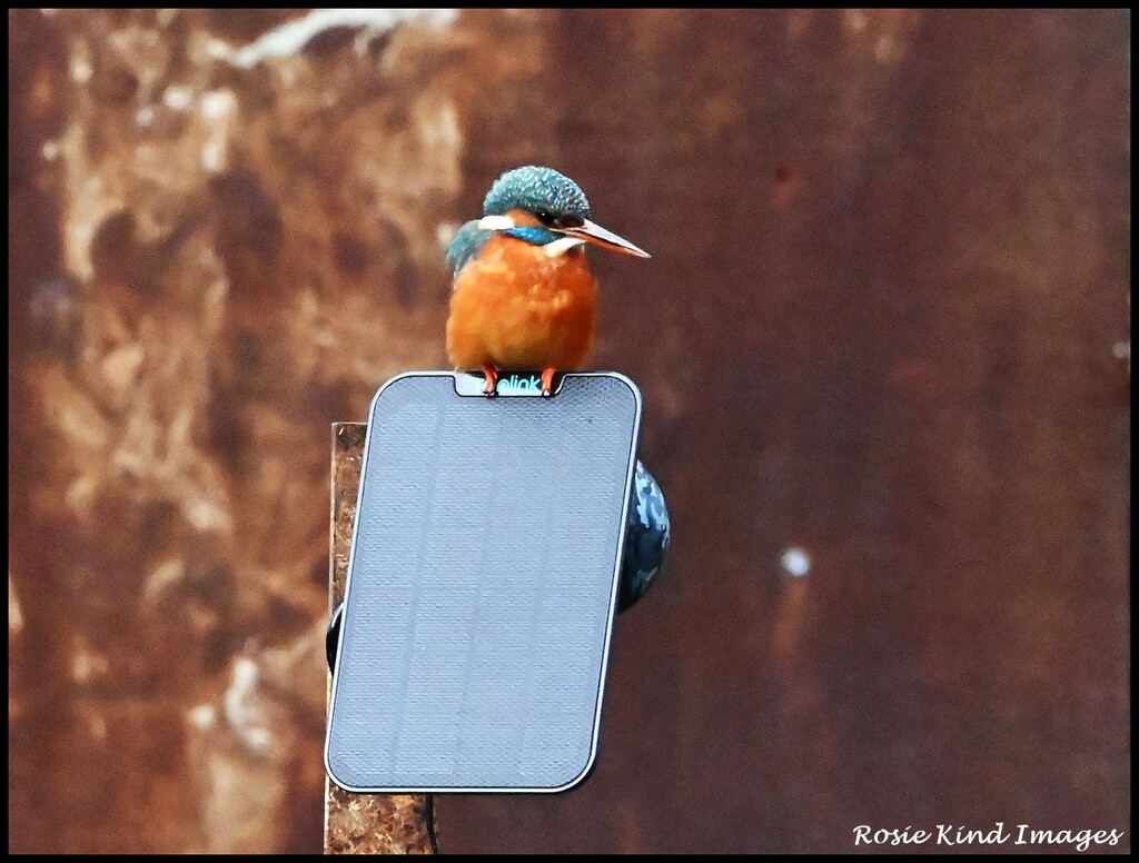 Sitting on the solar panel by rosiekind