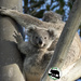 mum, what's that? by koalagardens