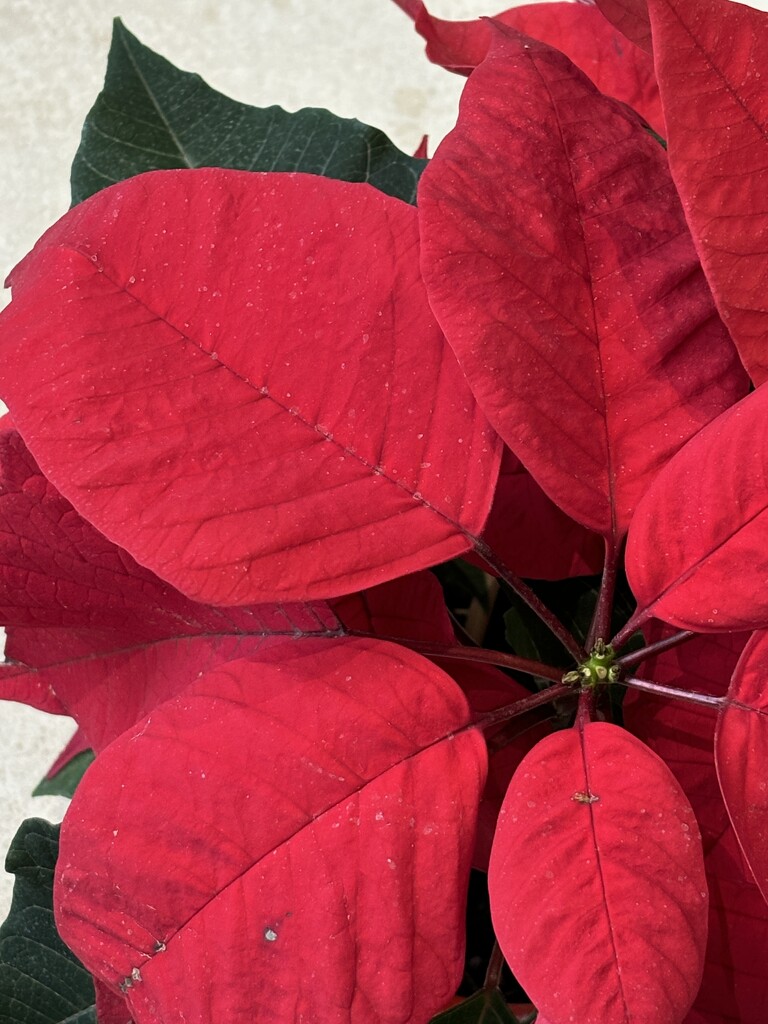 Poinsettia by lizgooster