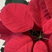 Poinsettia by lizgooster
