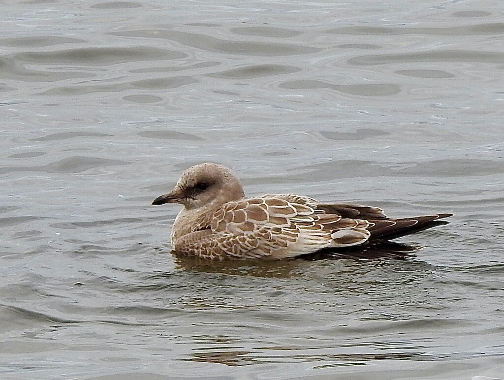 Short-billed Gull by sunnygreenwood