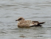 1st Nov 2023 - Short-billed Gull