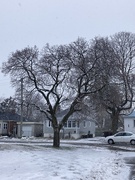 11th Jan 2024 - Snowy Tree