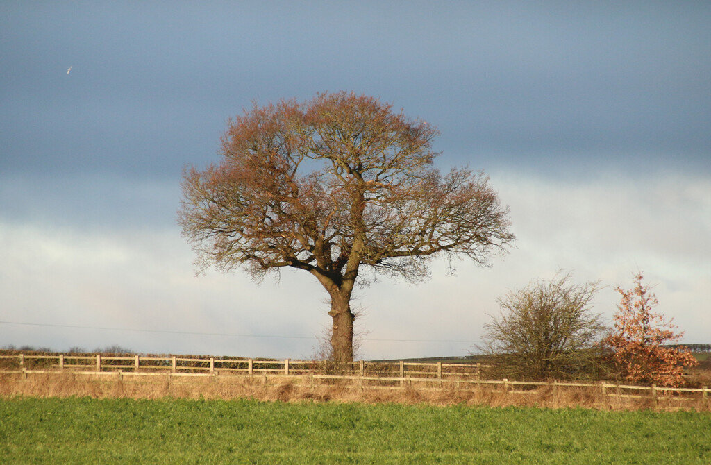 Tree by shepherdman
