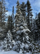 11th Jan 2024 - Snowy Trees