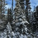 Snowy Trees by radiogirl