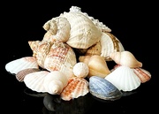11th Jan 2024 - Sea Shells