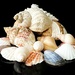 Sea Shells by carole_sandford