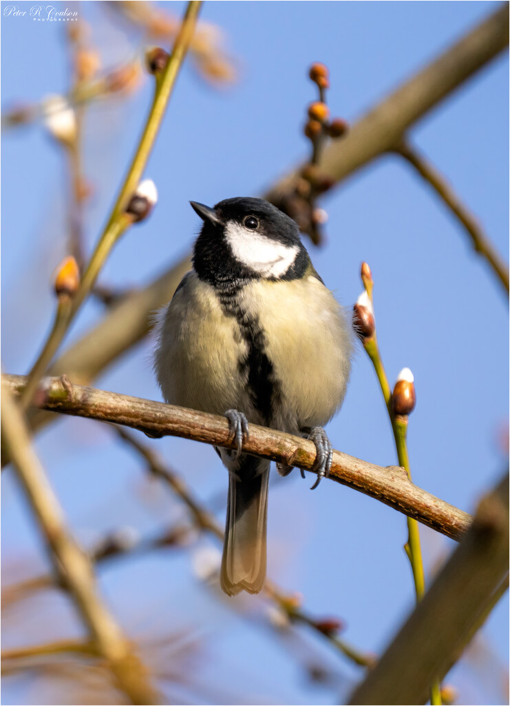 Great Tit by pcoulson