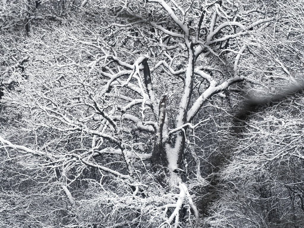 winter tree by rminer