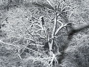 11th Jan 2024 - winter tree