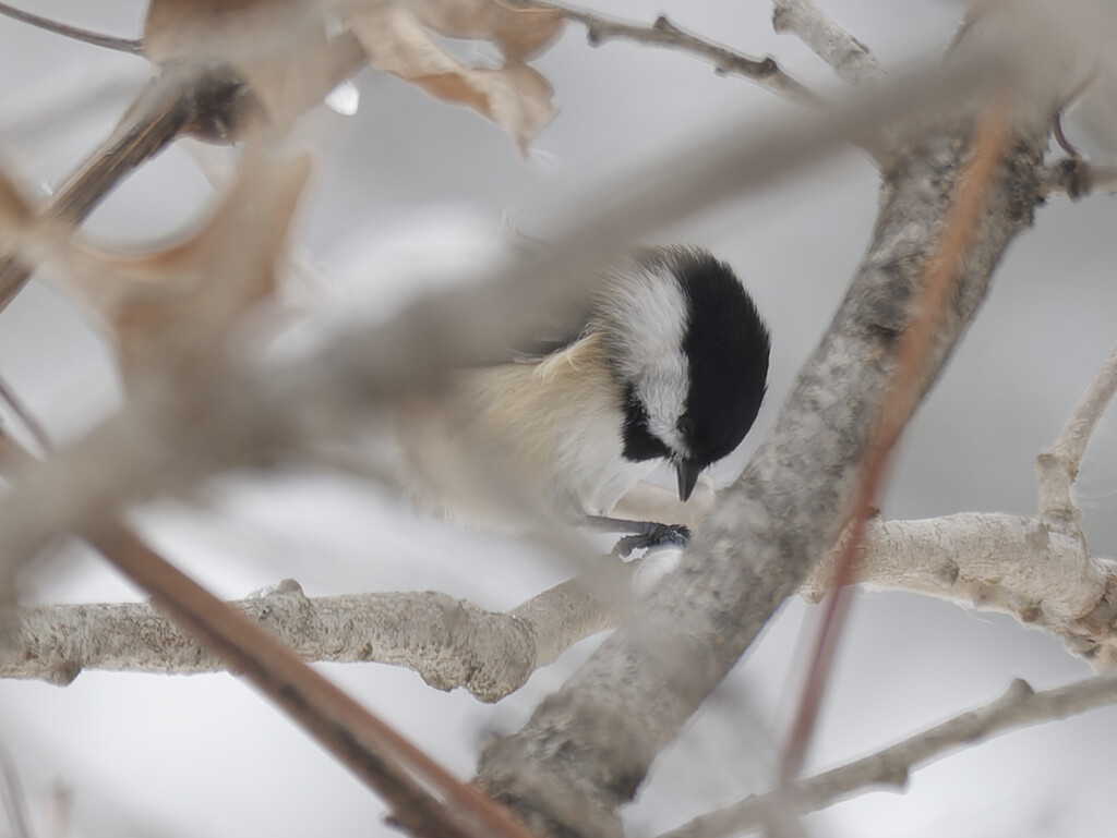 black capped chickadee by rminer