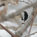 black capped chickadee by rminer