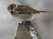 11th Jan 2024 - house sparrow