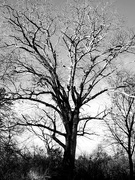 11th Jan 2024 - Lone Tree