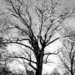 Lone Tree by denisen66