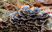 11th Jan 2024 - Turkey Tail Fungi