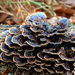 Turkey Tail Fungi by pdulis