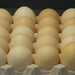 Carton of Eggs In Office  by sfeldphotos