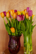 10th Jan 2024 - 80th Birthday Tulips 