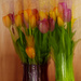 ICM Tulips  by jgpittenger