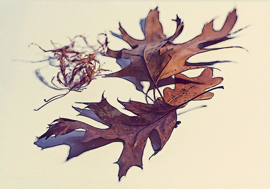 Random Leaves by gardencat