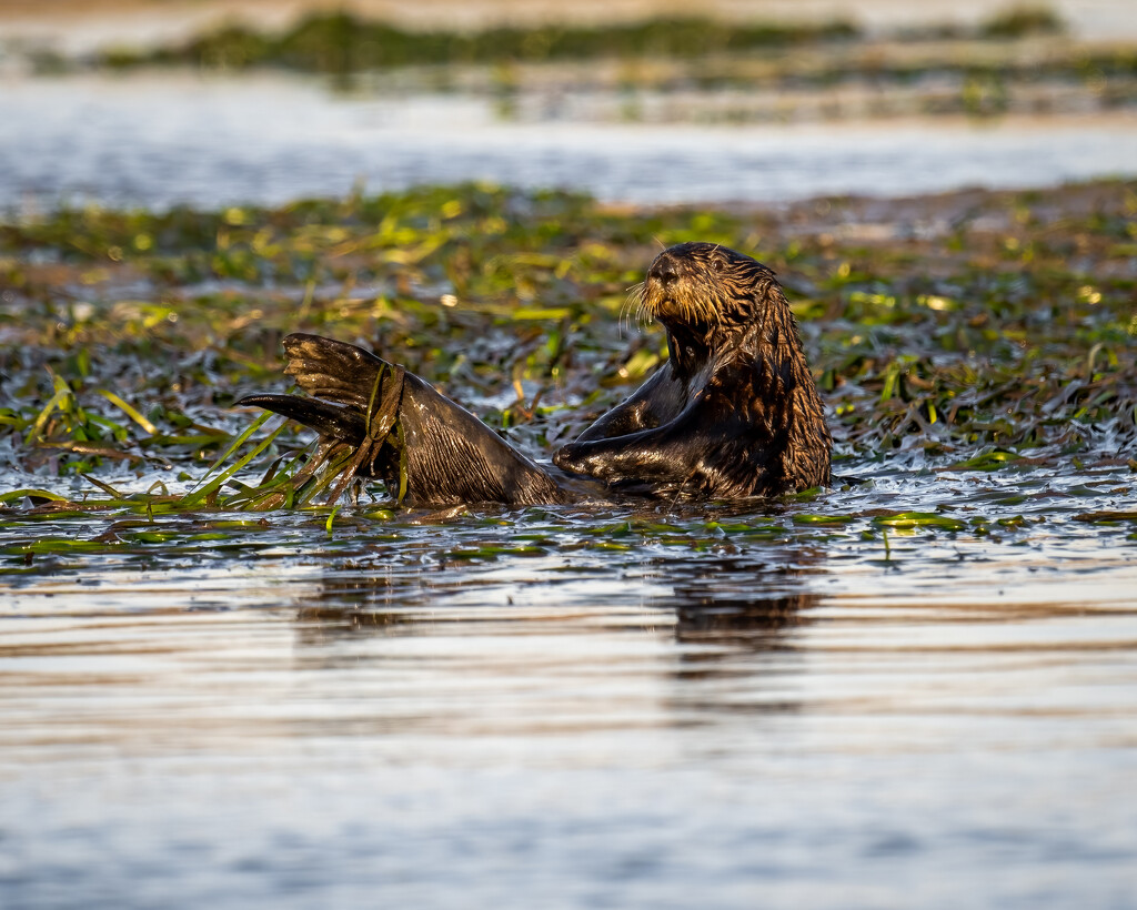 Sea Otter by nicoleweg