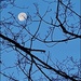 The Last Moon Shot of 2023 by olivetreeann