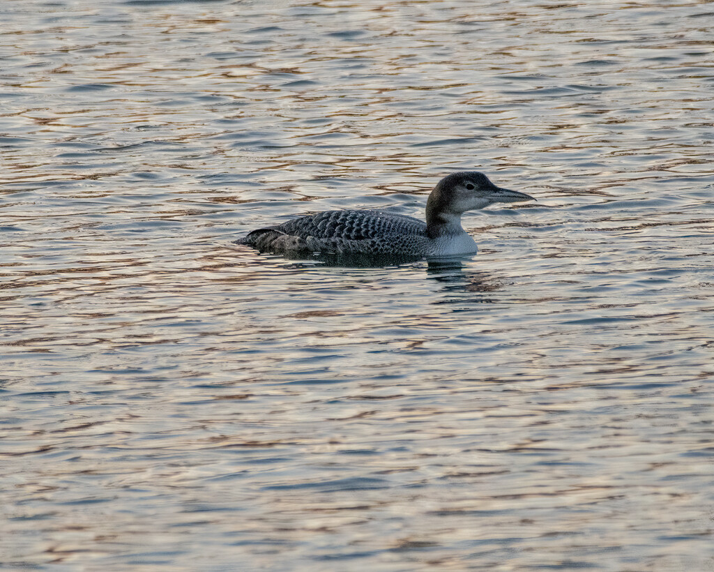 Common Loon by cwbill