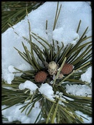 11th Jan 2024 - Pine with Tiny Pine Cones