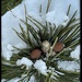 Pine with Tiny Pine Cones by eahopp