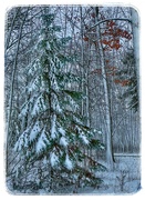 11th Jan 2024 - Beautiful Spruce in Nature