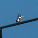 Dec 23 Kingfisher On Bridge IMG_6473AA by georgegailmcdowellcom