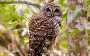 11th Jan 2024 - Barred Owl Searching the Grounds!