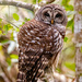 Barred Owl Searching the Grounds! by rickster549