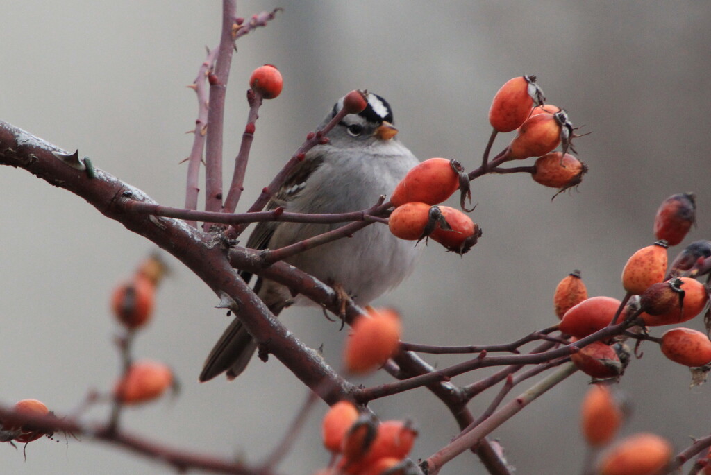 White crowned sparrow by pirish