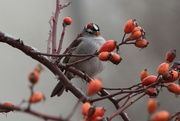 11th Jan 2024 - White crowned sparrow