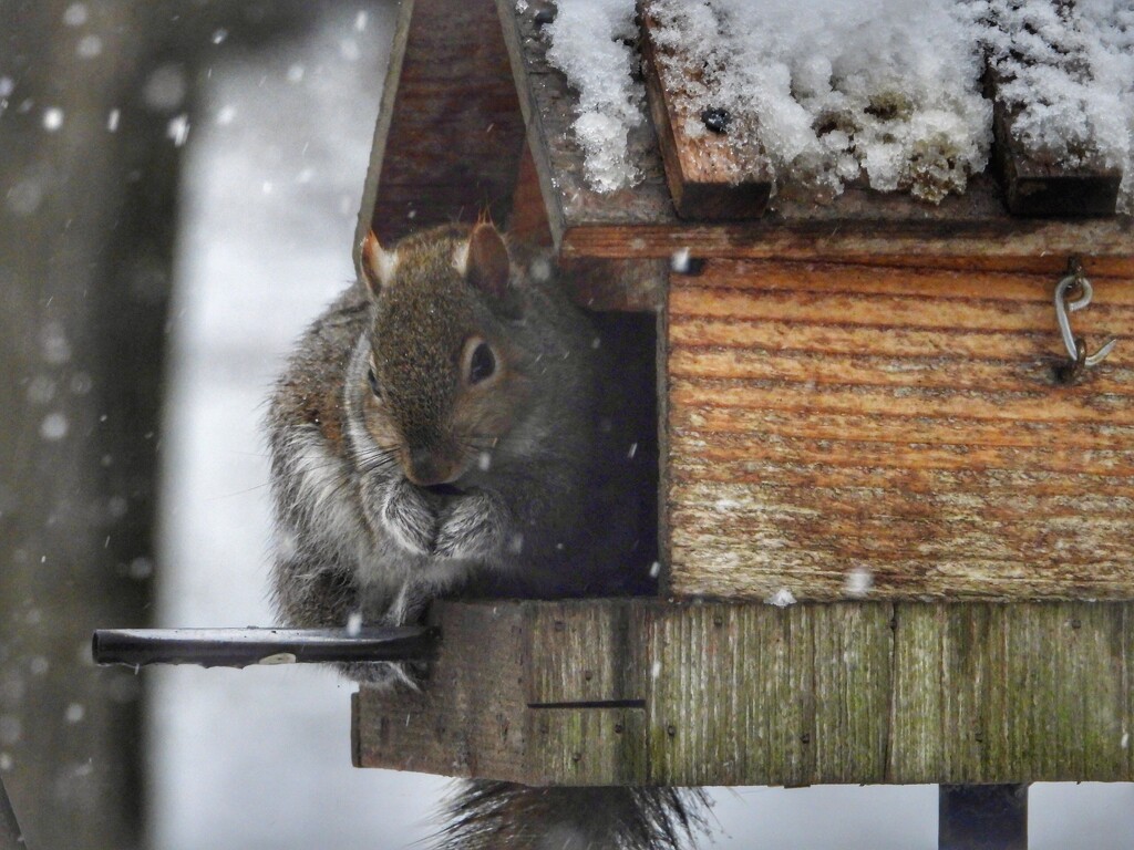 snacking in the snow by amyk