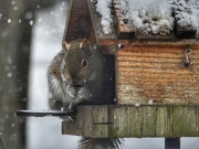 11th Jan 2024 - snacking in the snow