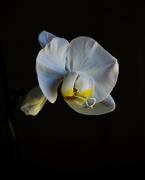 12th Jan 2024 - Orchid