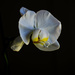 Orchid by nannasgotitgoingon