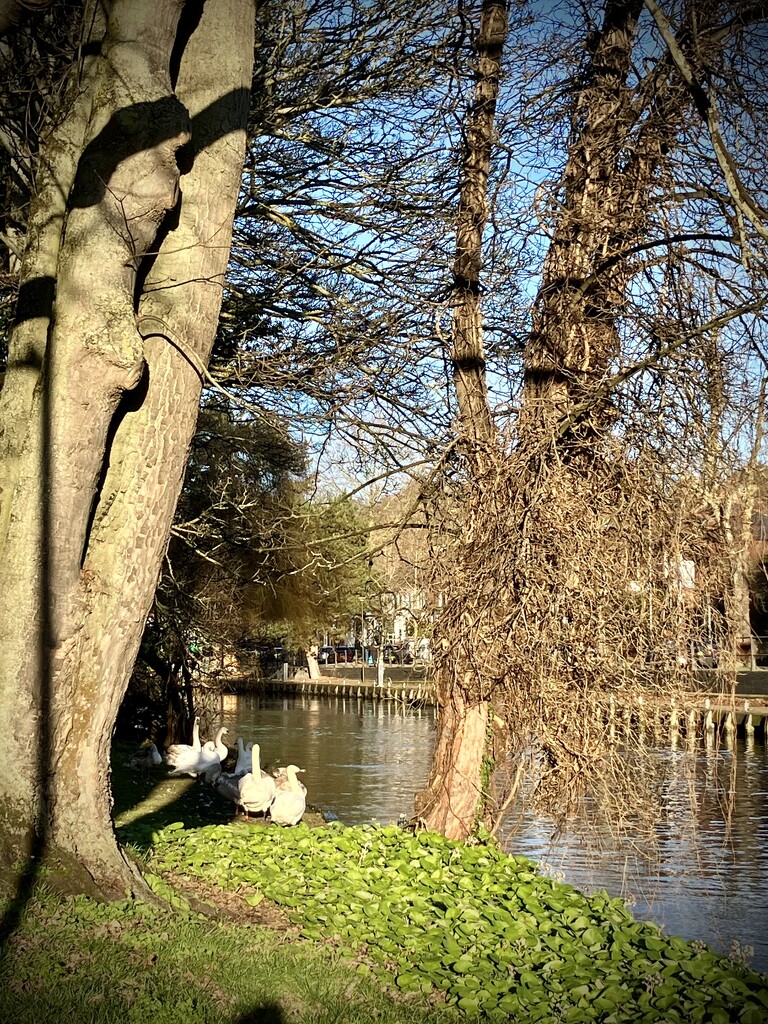 Norwich Swans by g3xbm