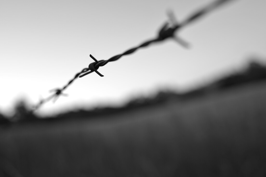 fence line by wenbow