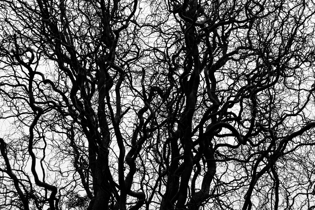 Branches by dragey74