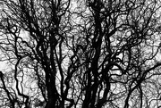 12th Jan 2024 - Branches