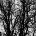 Branches by dragey74